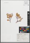 Foto von Salix reticulata L.